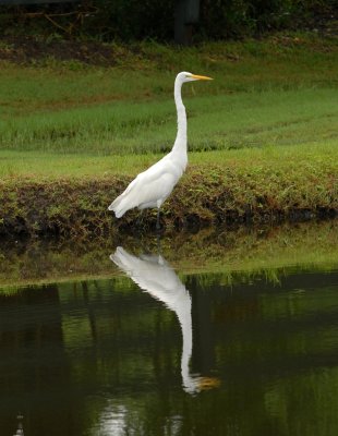 Great Egret