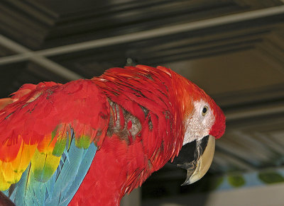 Scarlet Macaw