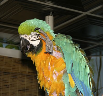 Macaw