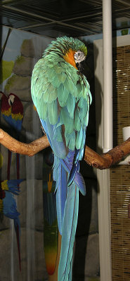 Parrot 