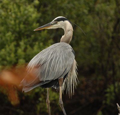 Mature Adult