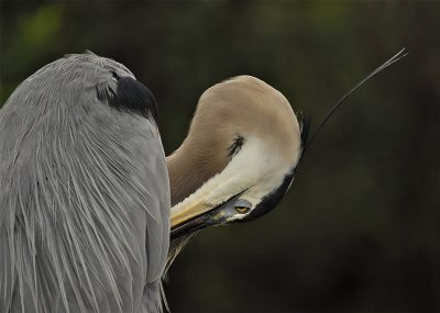 Mature Adult