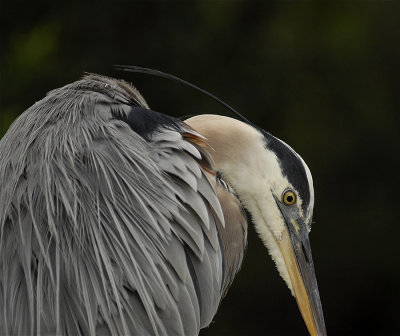 Mature Adult