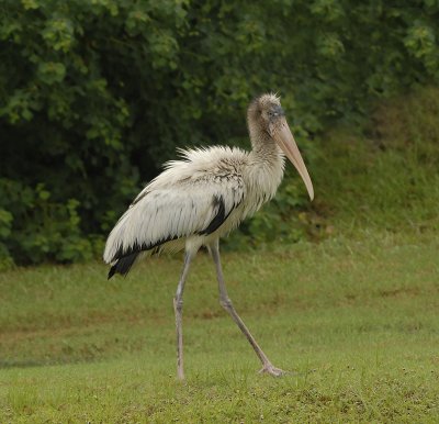 Wood Stork