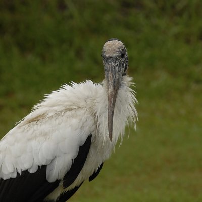 Wood Stork