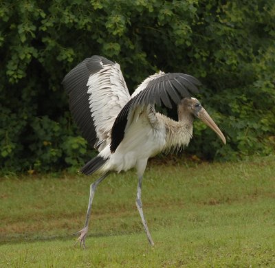 Wood Stork