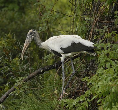 Wood Stork