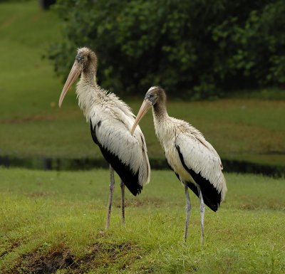 Wood Storks