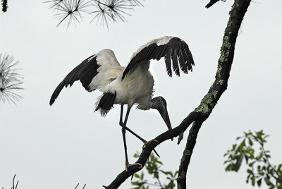 Wood Stork