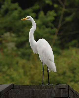 Great Egret