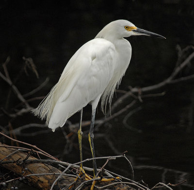 Snowy Egret