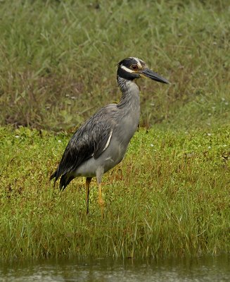 Yellow-crowned Night Heron