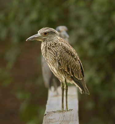 Juvenile