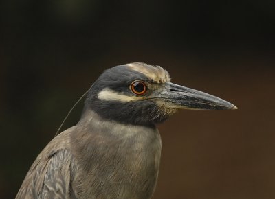 Yellow-crowned Night-Heron