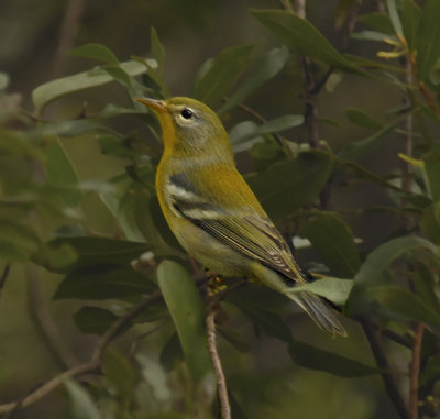 Female