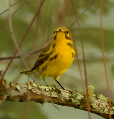 Prairie Warbler