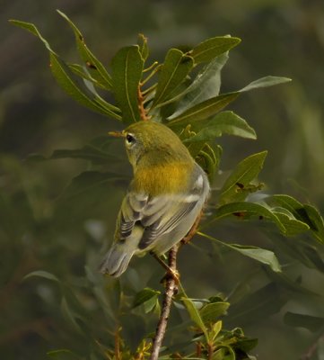 1st Year Female