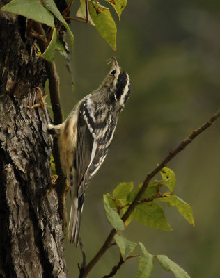 Female