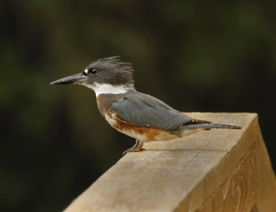 Belted Kingfisher (Juvenile)