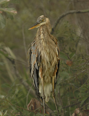 Juvenile (1st Year)