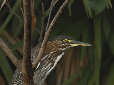 Juvenile (1st Summer Bird)