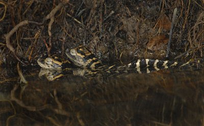 Alligator Hatchlings