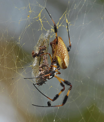 Female with Prey