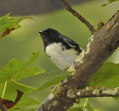 Black-throated Blue Warbler