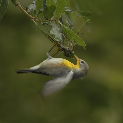 Northern Parula Warbler