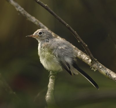 Blue-gray Gnatchatcher (Female)