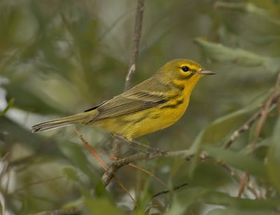 Prairie Warbler