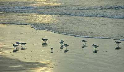 Sanderlings