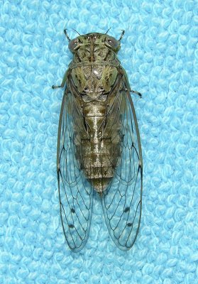 Cicada (Unidentified)