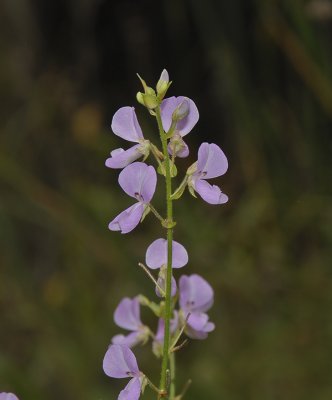 Tick Trefoil (Beggar's Lice)