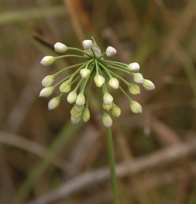 Wild Onion