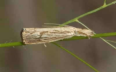 Lesser Vagabond Sod Webworm Moth (5399)