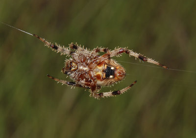 Neoscona crucifera