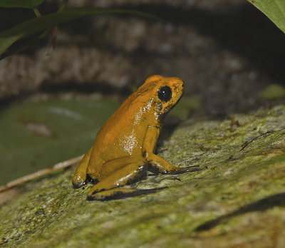 Black-legged Dart Frog