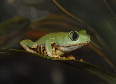 Tiger-legged Tree Frog