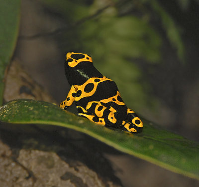 Yellow-banded Dart Frog (Bumblebee Poison Dart Frog)