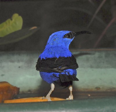 Purple Honeycreeper