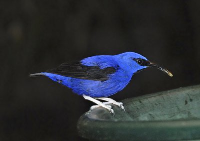 Purple Honeycreeper