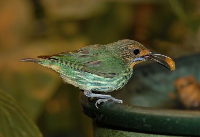 Purple Honeycreeper