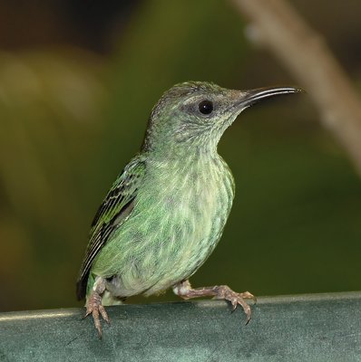 Purple Honeycreeper