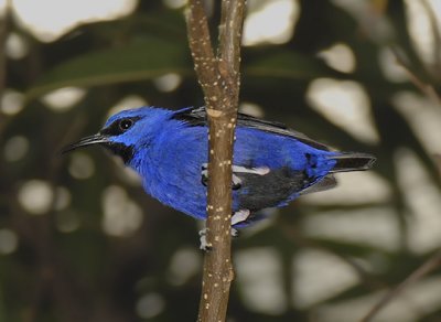 Purple Honeycreeper