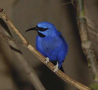 Purple Honeycreeper