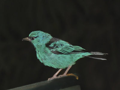 Turquoise Honeycreeper (Blue Dacnis)