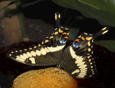 Emperor Swallowtail