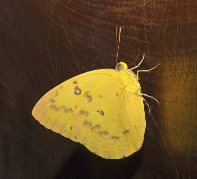 Orange Migrant (Emigrant)