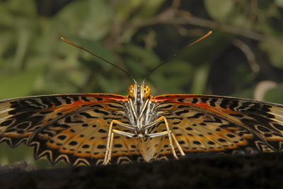 Leopard Lacewing